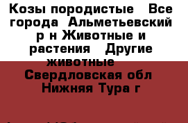 Козы породистые - Все города, Альметьевский р-н Животные и растения » Другие животные   . Свердловская обл.,Нижняя Тура г.